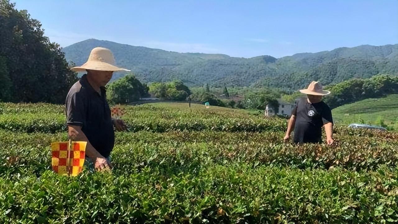 上城区农业农村局发展规划概览