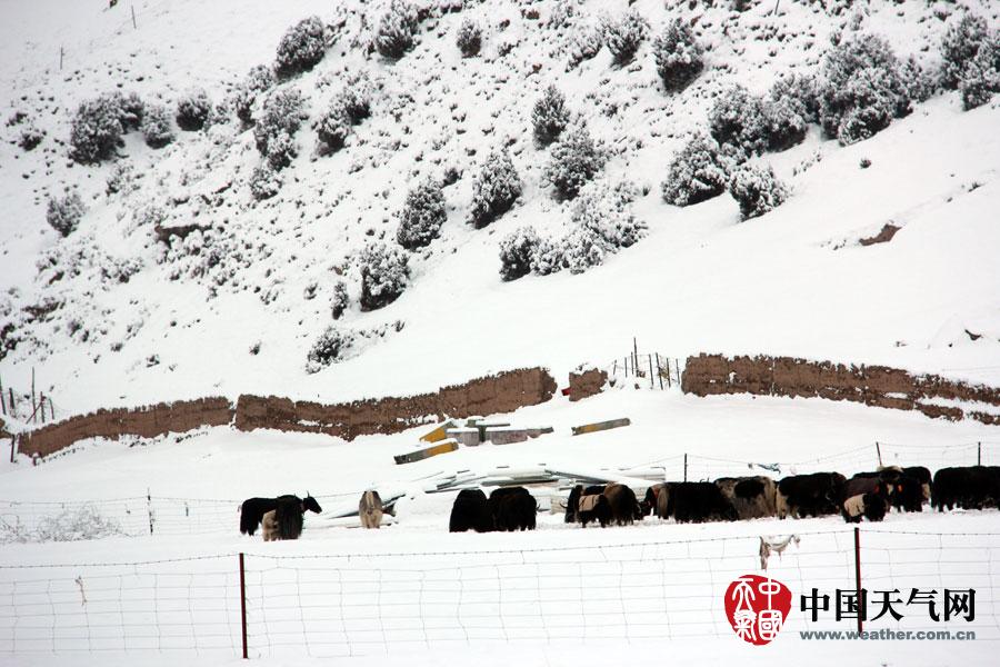 朗玛雪村最新天气预报，气象变化对当地的影响与应对