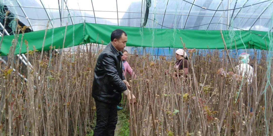 春芽村最新动态报道