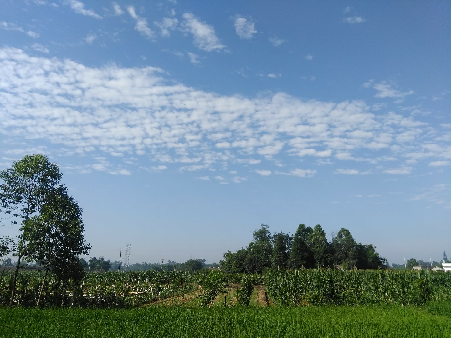 王兴镇天气预报更新通知