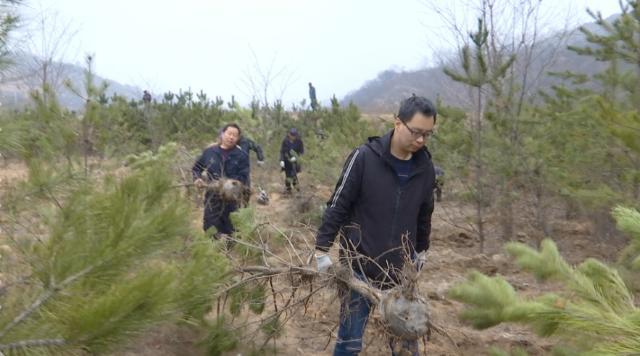 拓儿塬林场迈向绿色可持续发展新征程的规划